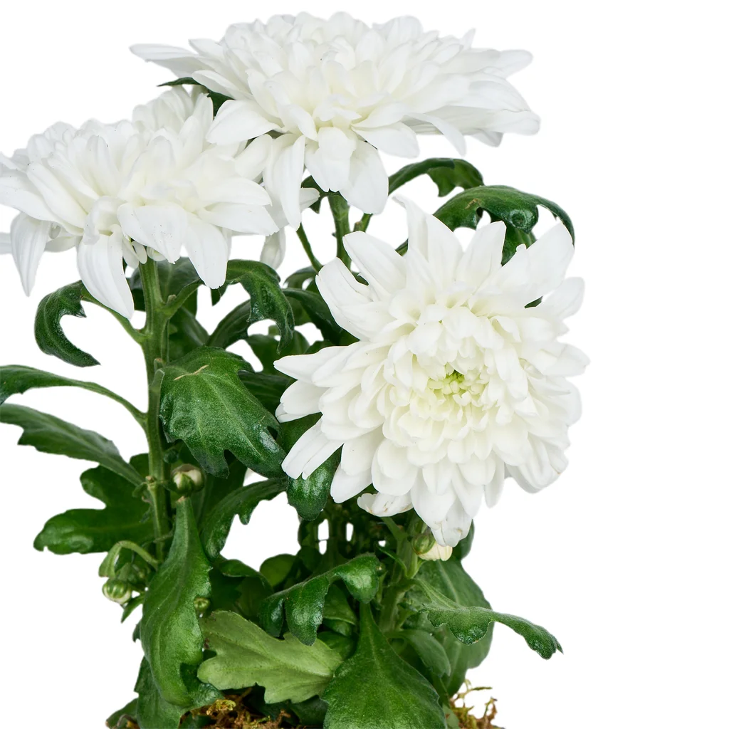 Pure White Kasımpatı - 3