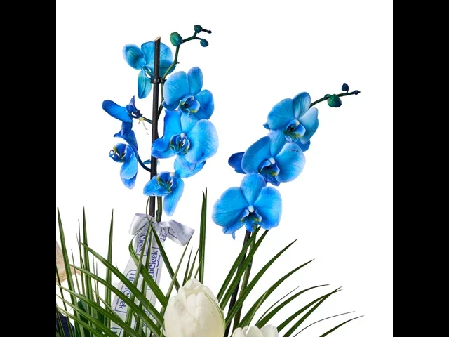 Azure Royal - 2