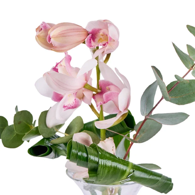 Orchid Elegance - 2