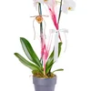 Saksıda Double White Orkide - 3