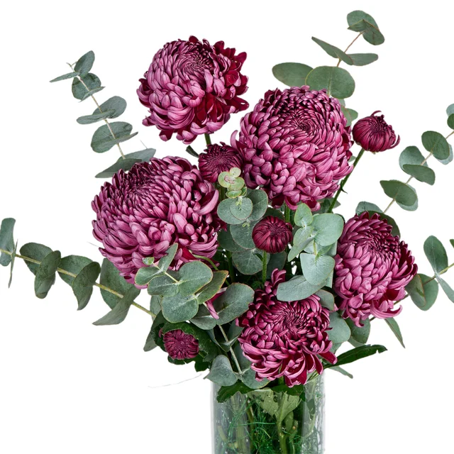 Vazoda Bordo Kasımpatı - 2