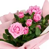 Pembe Gül Fidanı - 3