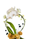White Circle Orkide - 2