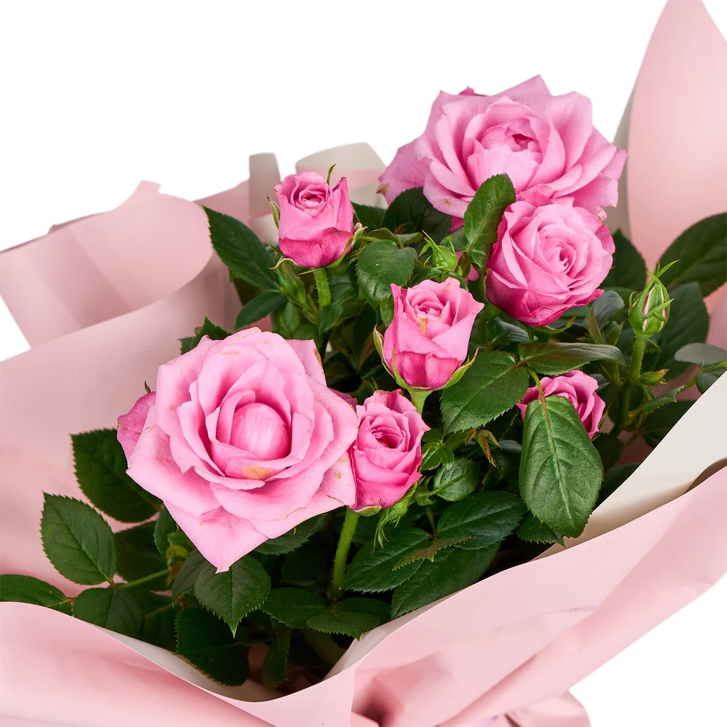 Pembe Gül Fidanı - 4