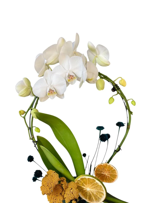 White Circle Orkide - 2