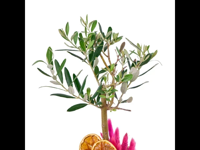 Zeytin Garden - 2