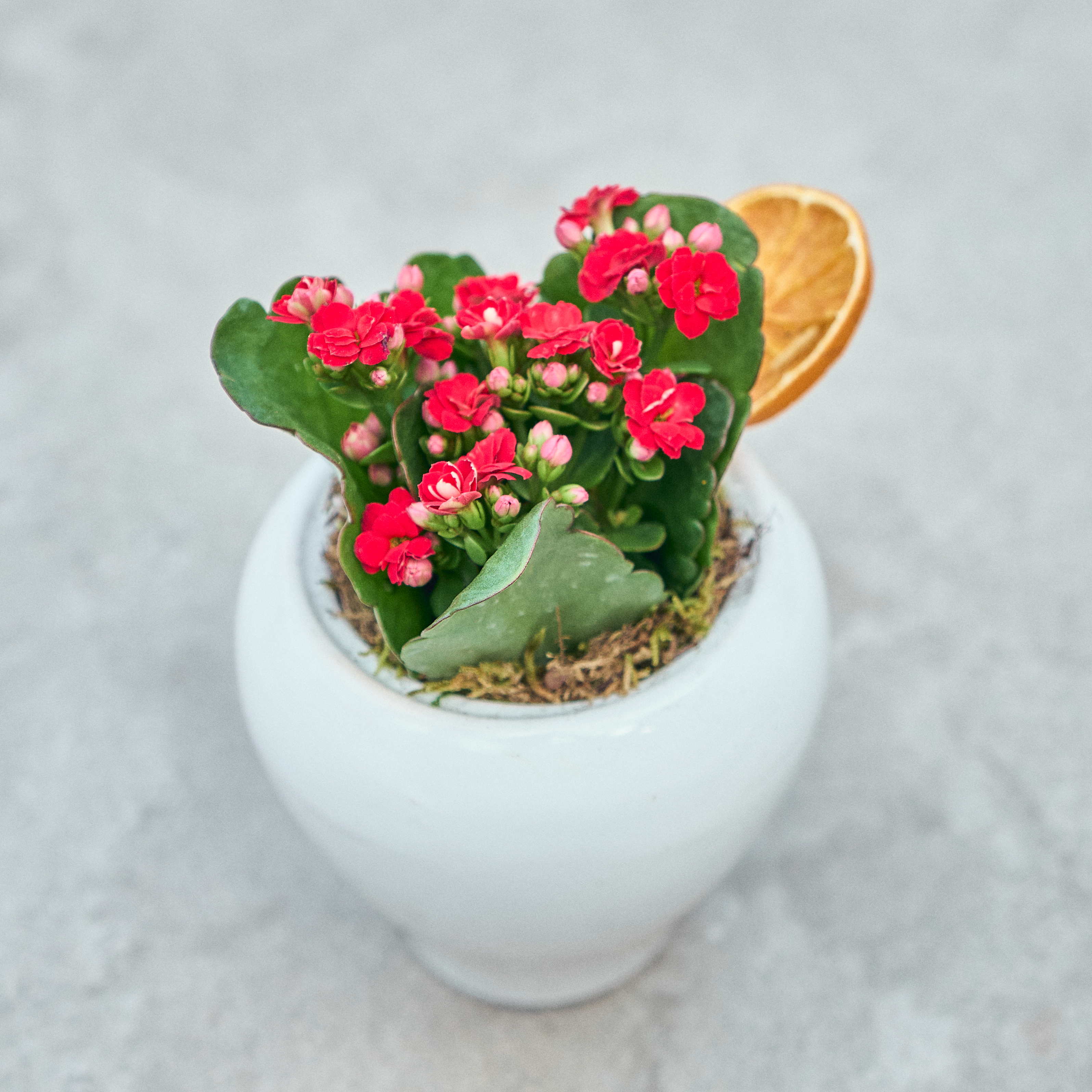 Vazoda Kırmızı Kalanchoe - 7