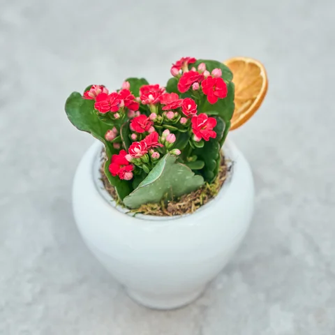 Vazoda Kırmızı Kalanchoe