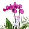 The feast of purple - 2
