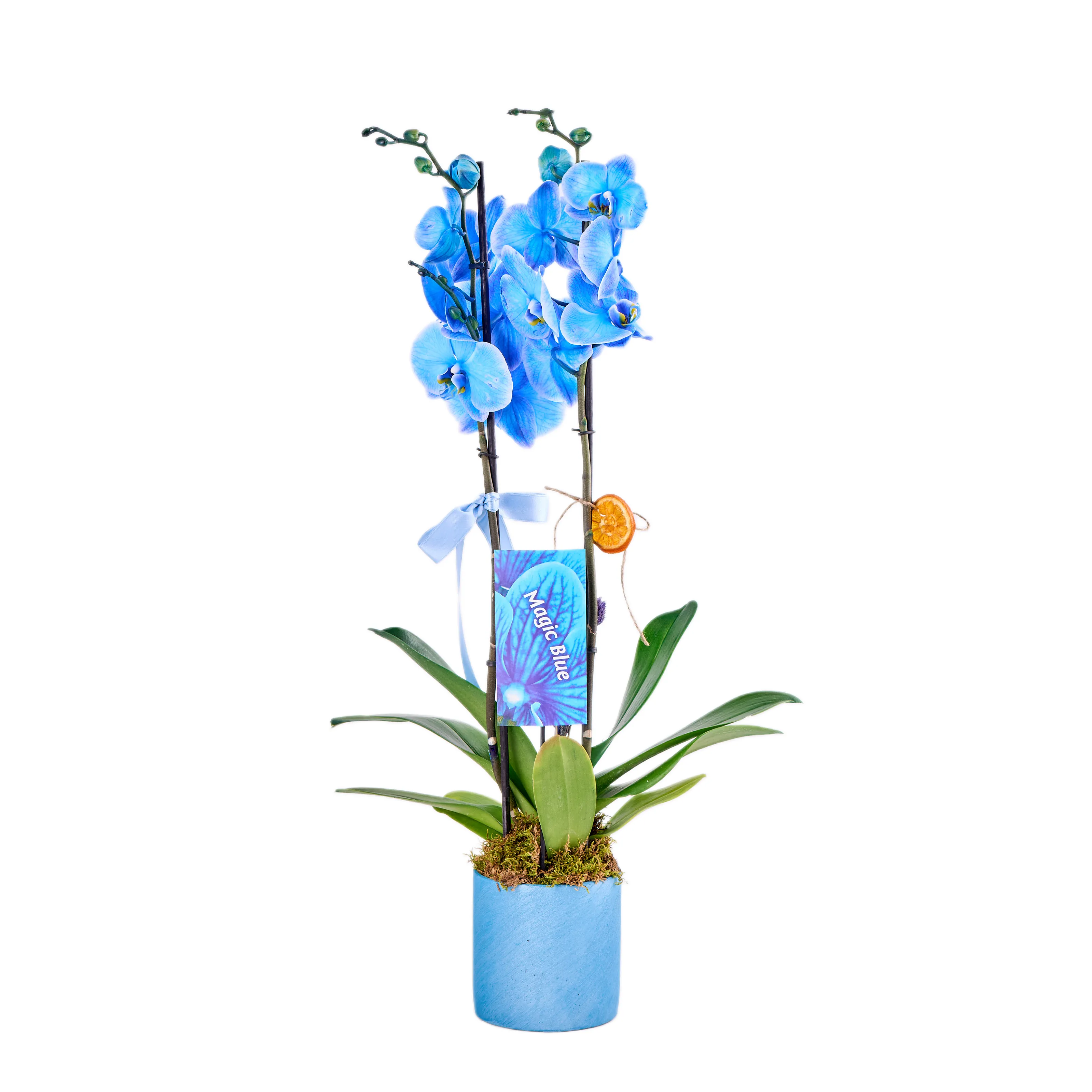 Saksıda Double Blue Orkide - 6
