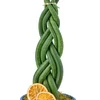 Örgülü Paşa Kılıcı - Sanseveria - 2