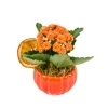 Turuncu Kalanchoe Halloween Aranjmanı