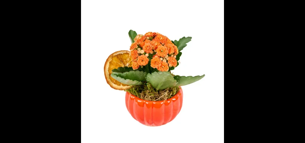 Turuncu Kalanchoe Halloween Aranjmanı