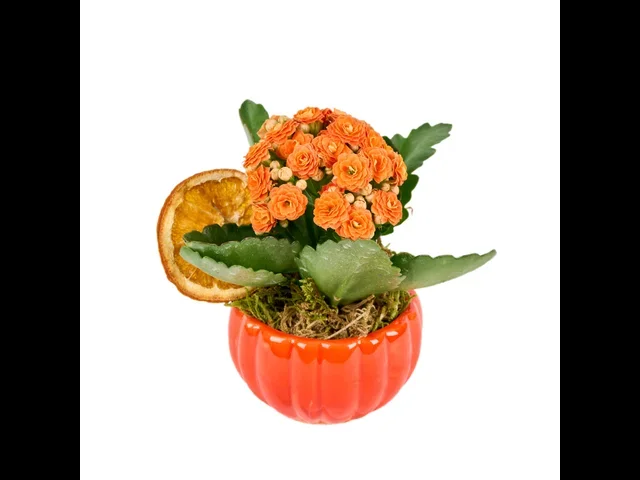 Turuncu Kalanchoe Halloween Aranjmanı