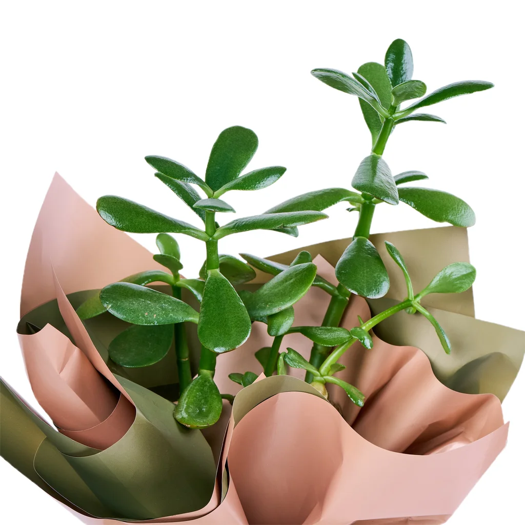 Şans Çiçeği (Crassula) - 2