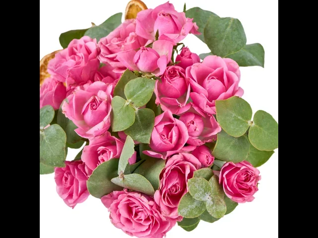Rosy Cloud - 3