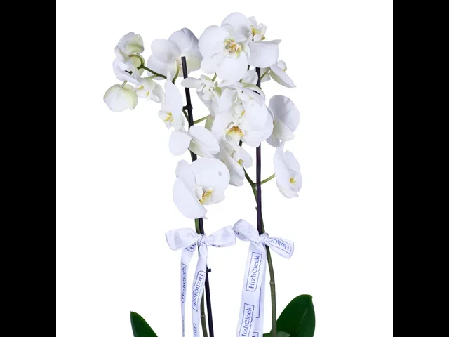 Golden White Orkide - 2