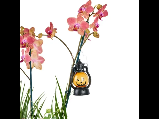 Midnight Flame Orkide Halloween Aranjmanı - 2