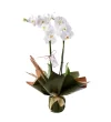Double White Orkide - 2