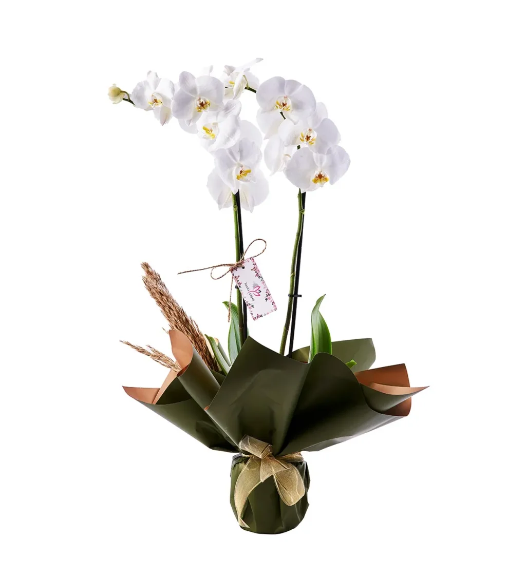 Double White Orkide - 3