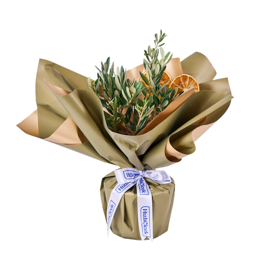 Zeytin Ağacı (40 cm)