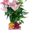 Saksılı Pembe Lilyum - 3