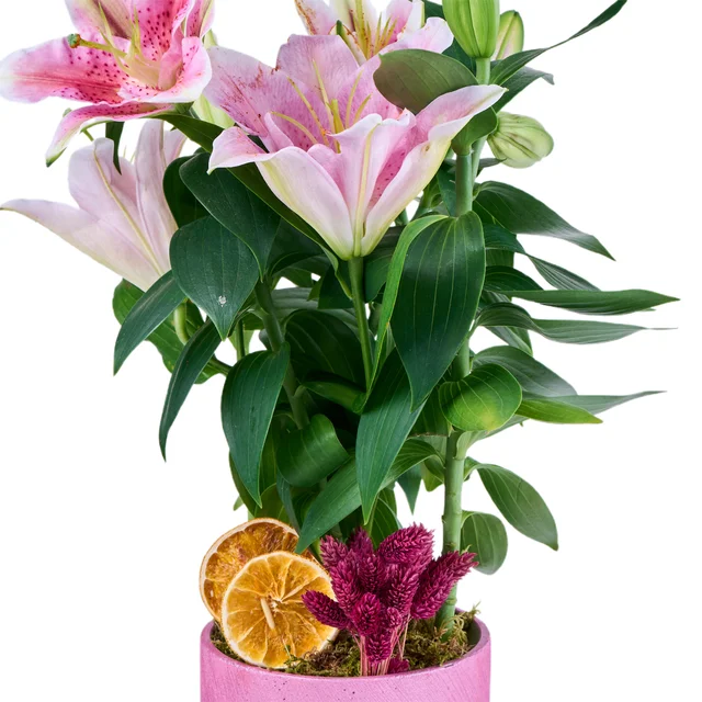 Saksılı Pembe Lilyum - 3
