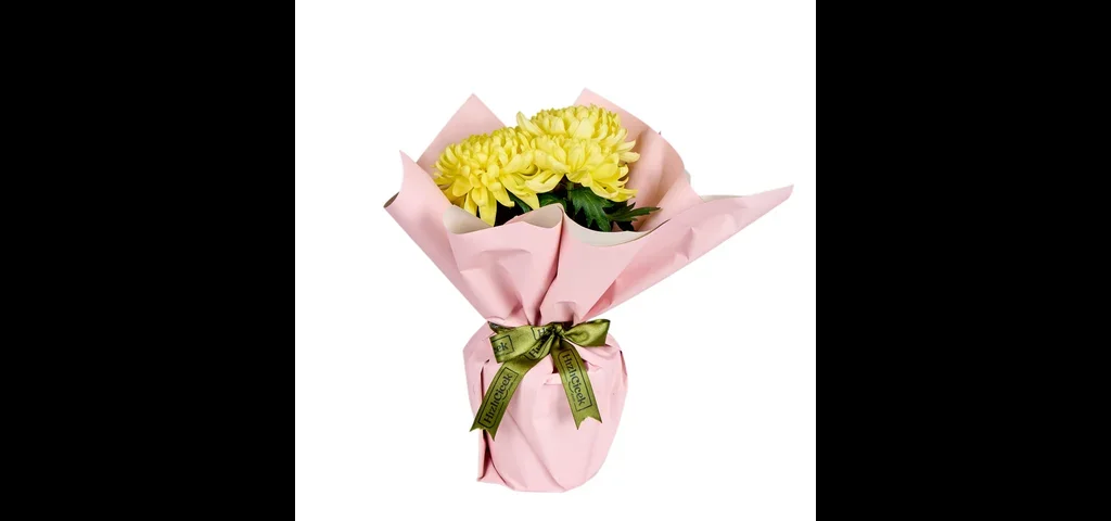 Saksıda Sarı Kasımpatı