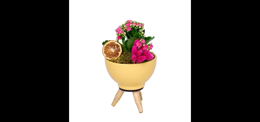 Vazoda Pembe Kalanchoe