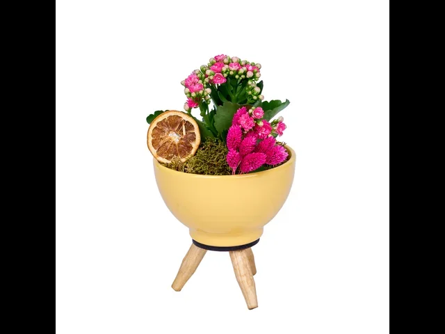 Vazoda Pembe Kalanchoe