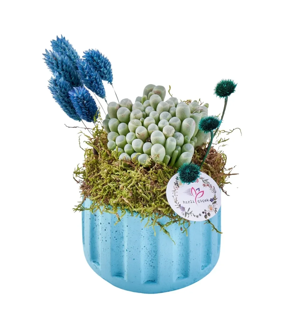 Blue Botanical Sukulent
