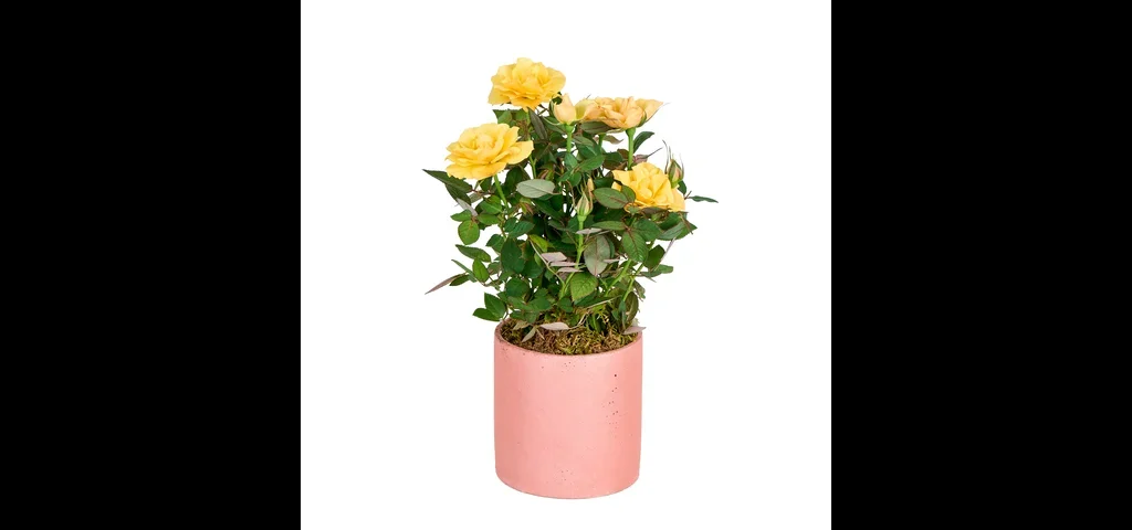 Saksılı Sarı Gül Fidanı