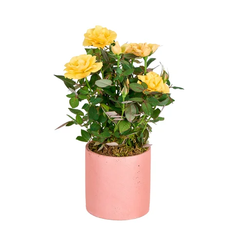 Saksılı Sarı Gül Fidanı