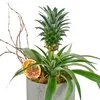 Saksılı Tropikal Ananas - 3