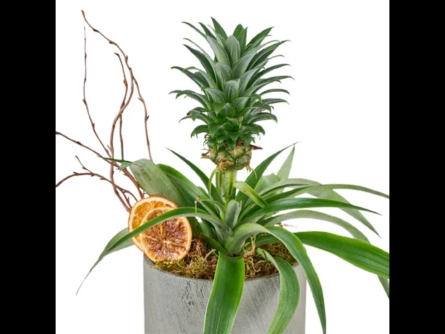 Saksılı Tropikal Ananas - 3