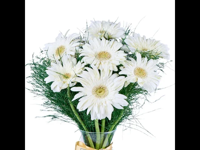 Vazoda Beyaz Gerbera - 2