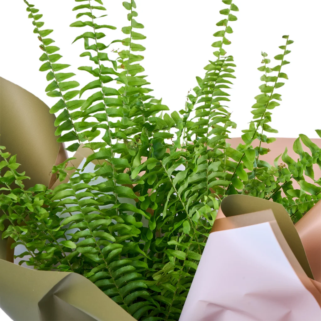 Aşk Merdiveni (Fujer) - 2