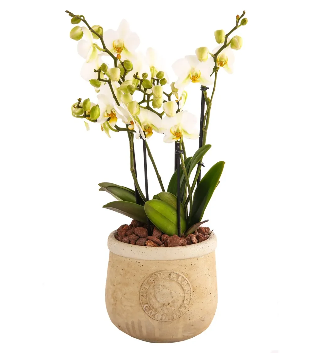 White Love Pretty Mini Orkide