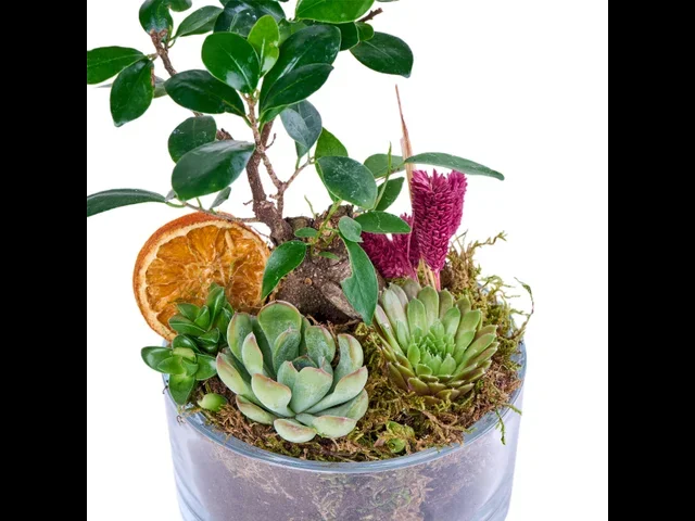 Tiny Green Garden - 2