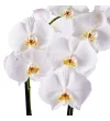 Double White Orkide - 3