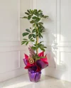 Schefflera Bitkisi 100-110cm