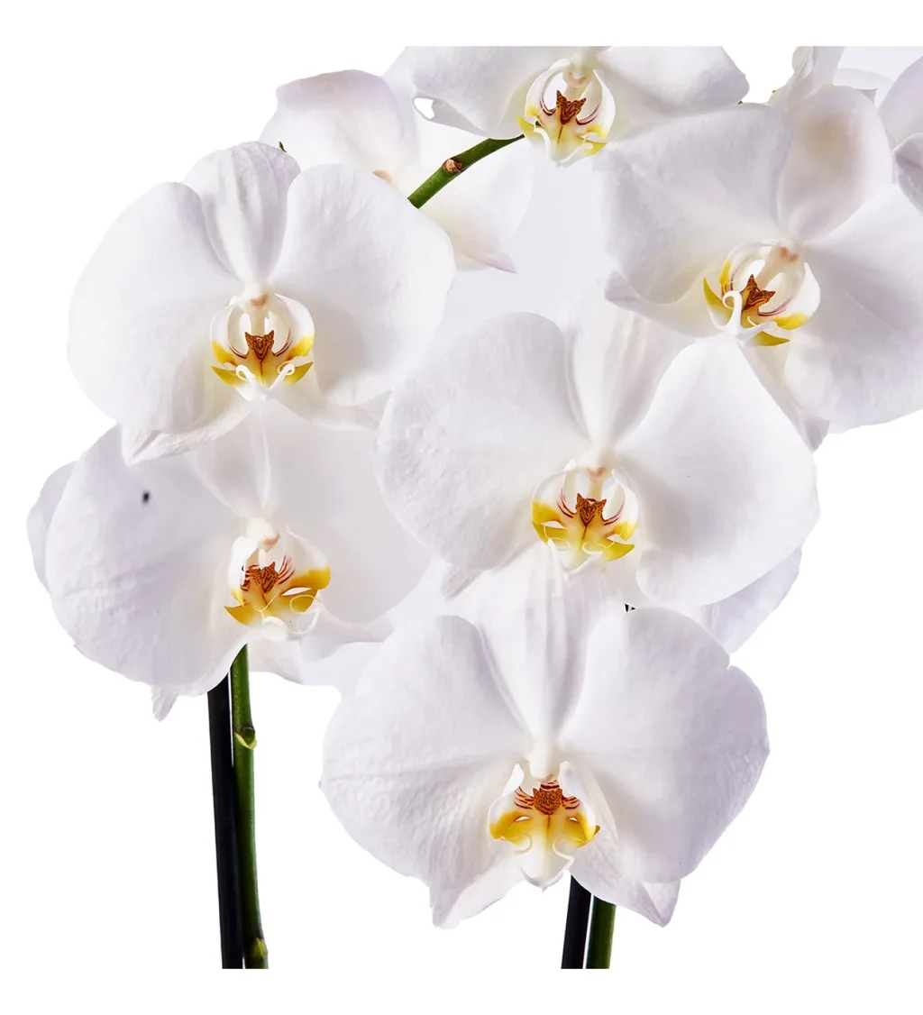 Double White Orkide - 4