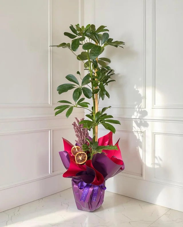 Schefflera Bitkisi 100-110cm