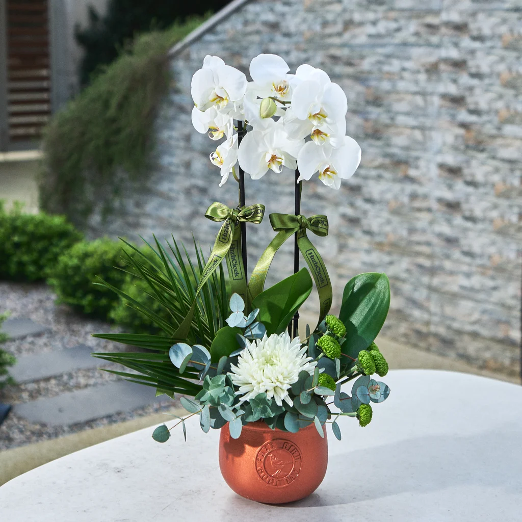 Lux Double White Orkide