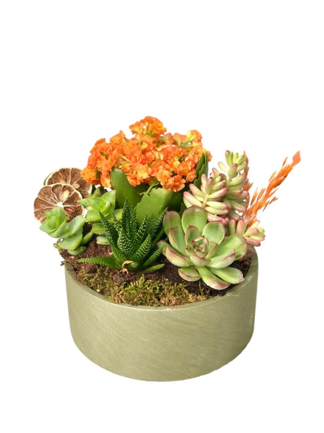 Orange Botanical