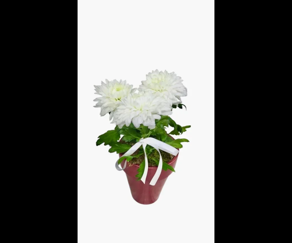 Pure White Kasımpatı