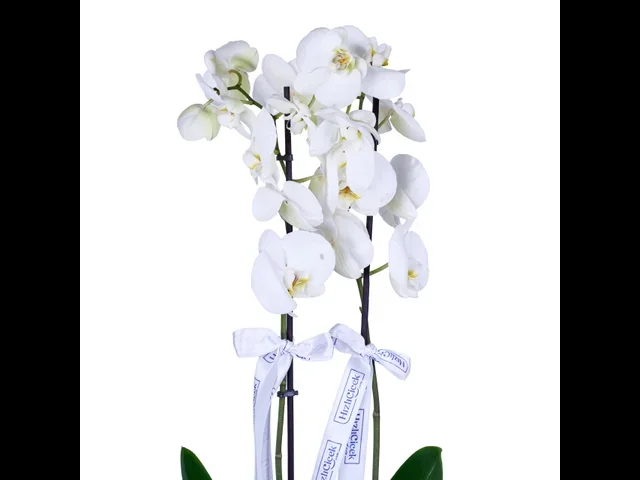 Diamond White Orkide - 2