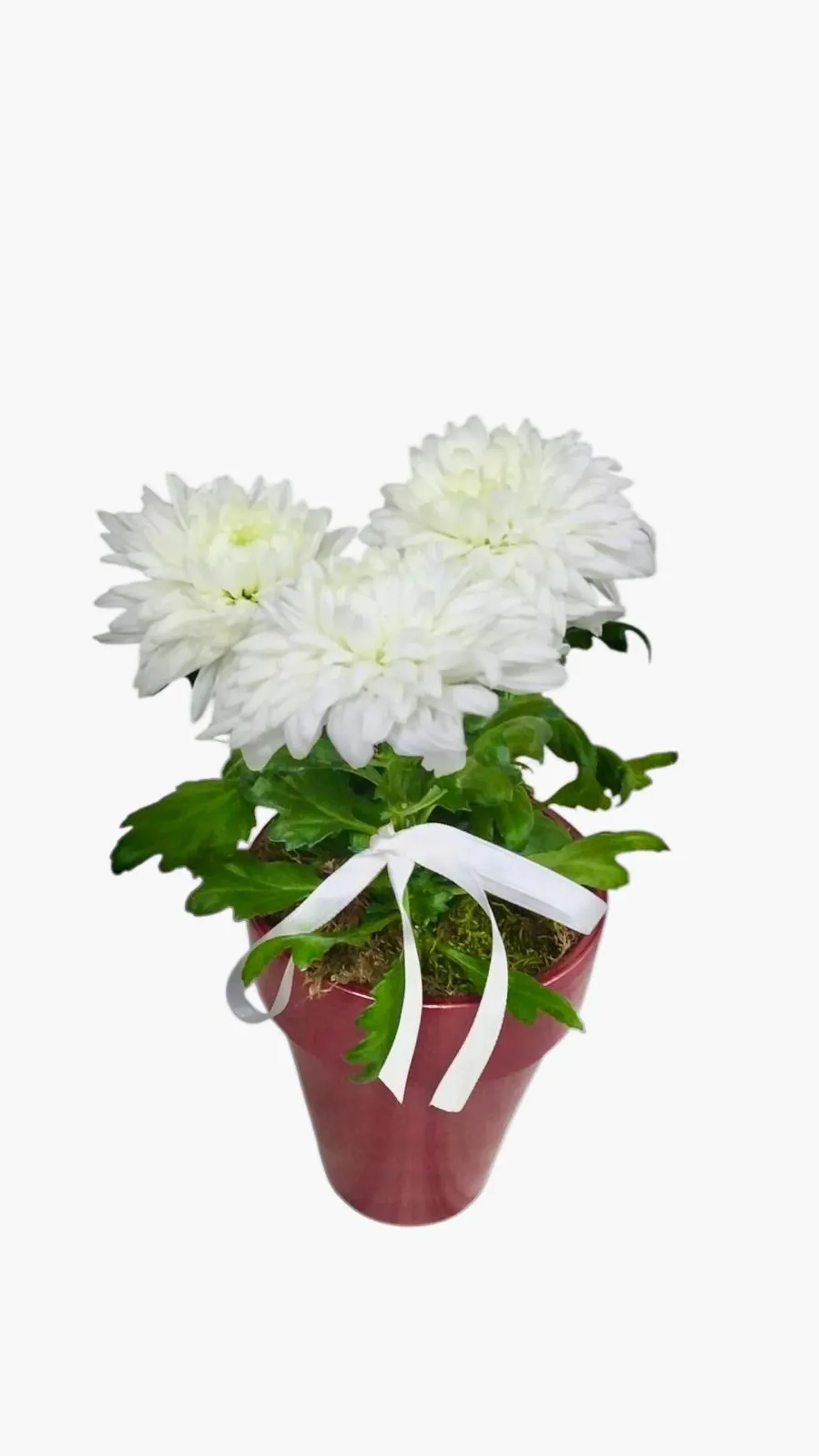 Pure White Kasımpatı
