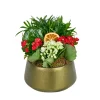 Deep Forest Kalanchoe