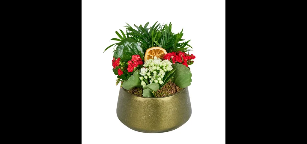 Deep Forest Kalanchoe